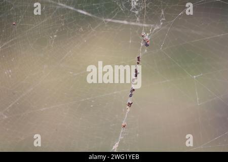 Afrikanische Seidenspinne / Bandenbeinige goldene Kugel-Spinnennetz / Nephila senegalensis Stockfoto