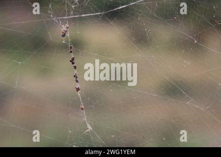 Afrikanische Seidenspinne / Bandenbeinige goldene Kugel-Spinnennetz / Nephila senegalensis Stockfoto