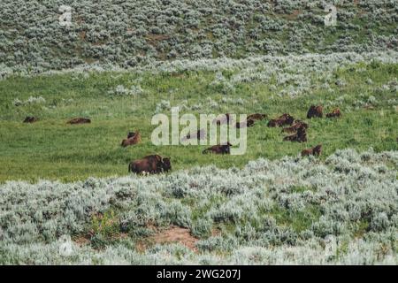 Büffel- oder Bisonherden im Lamar Valley im Yellowstone National Park Stockfoto
