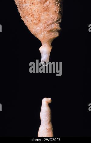 Stalaktit mit einem Wassertropfen trifft fast auf einen Stalagmiten. Kalzit-Höhlenformationen in ActunTunich Muknal, Region Cayo, Belize, Mittelamerika Stockfoto