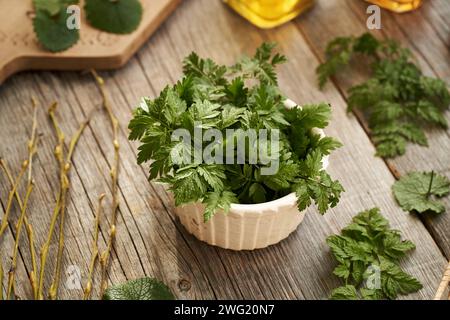 Frische junge Kuh Petersilie Blätter auf einem Tisch - eine wilde essbare Pflanze, die im Spätwinter und frühen Frühling wächst, mit Knoblauchsenf im Hintergrund Stockfoto