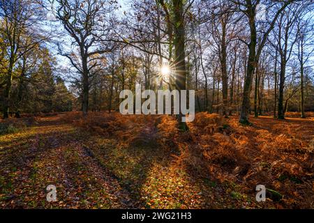 Herbstliche Farben an einem sonnigen Morgen in der Nähe des Rhinefield Ornamental Drive im New Forest National Park, Hampshire, England, Großbritannien Stockfoto