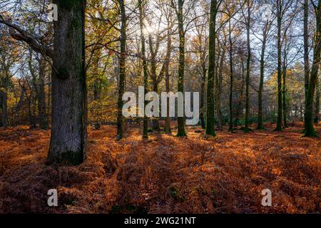 Herbstliche Farben an einem sonnigen Morgen in der Nähe des Rhinefield Ornamental Drive im New Forest National Park, Hampshire, England, Großbritannien Stockfoto