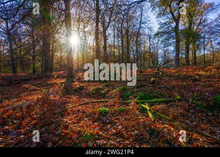 Herbstliche Farben an einem sonnigen Morgen in der Nähe des Rhinefield Ornamental Drive im New Forest National Park, Hampshire, England, Großbritannien Stockfoto