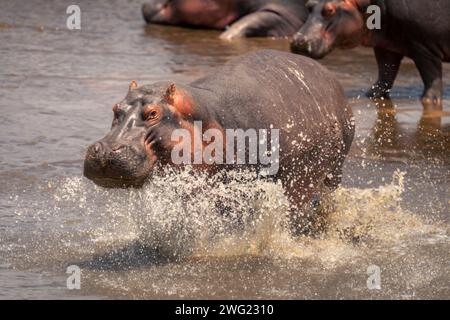 Flusspferde plätschern bei Sonnenschein durch den Fluss Stockfoto
