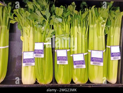 Ganze Selleriehunde (Apium graveolens) stehen aufrecht in einem Supermarktregal. Gesundheitsnahrung in einem traditionellen Gemüseeinzelhandel. Stockfoto