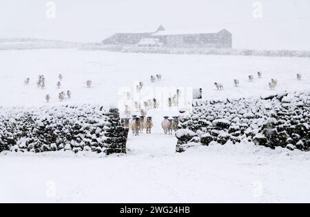 Schafe in einem Schneesturm in North Yorkshire. Stockfoto