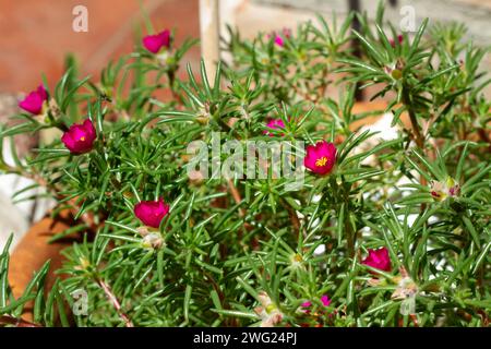 Portulaca grandiflora mit violetten Blüten aus der Nähe Stockfoto