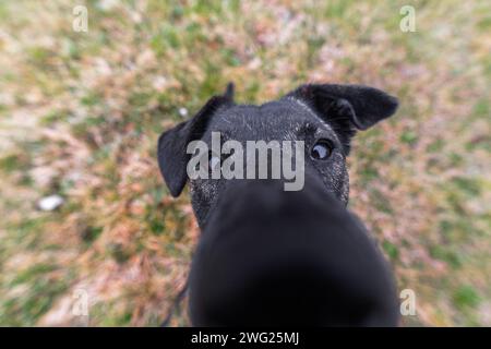 Eine Nahaufnahme eines Hundes mit verzerrter Nase wegen des Weitwinkels. Stockfoto