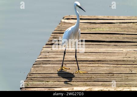 Ein Reiher stand auf dem Holzbrett und starrte nach vorne. Die natürliche Umgebung rund um Dal Lake, Jammu und Kaschmir, Indien. Stockfoto