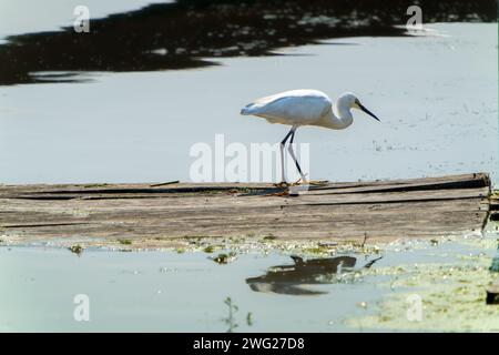 Ein Reiher stand auf einer Holzplanke und starrte ins Wasser. Die natürliche Umgebung rund um Dal Lake, Jammu und Kaschmir, Indien. Stockfoto