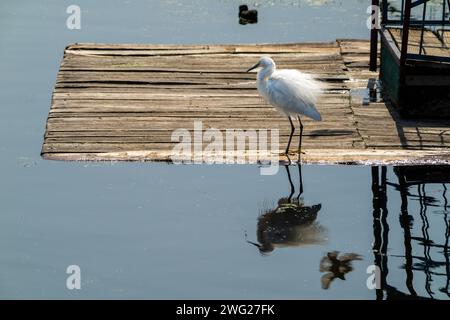 Ein Reiher stand auf dem Holzbrett und starrte nach vorne. Die natürliche Umgebung rund um Dal Lake, Jammu und Kaschmir, Indien. Stockfoto