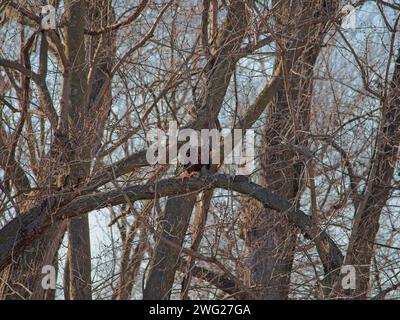 Die Wanderung der bald Eagle durch das Loess Bluffs National Wildlife Refuge im Holt County Missouri Stockfoto