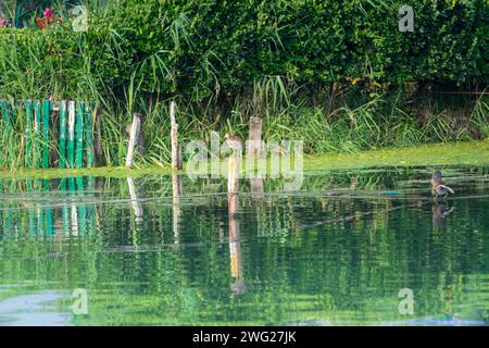 Zwei junge Eurasische Moorhen (Gallinula chloropus) sind auf dem Wasser. Die natürliche Umgebung rund um Dal Lake, Jammu und Kaschmir, Indien. Stockfoto