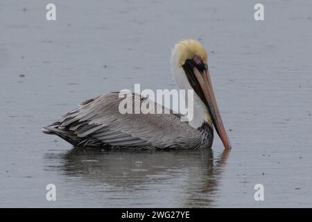 Ein brauner Pelikan im Regen in Feuchtgebieten in South Carolina Stockfoto