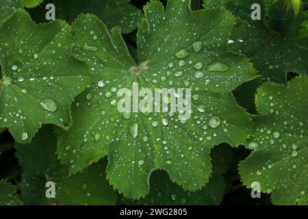 Wassertropfen auf grünen Blättern nach Sommerregen Stockfoto