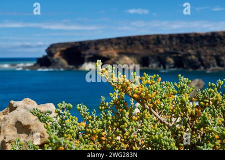 Tetraena fontanesii, Zygophyllum fontanesii an der Küste des Atlantischen Ozeans in der Stadt Ajuy, Fuerteventura, Spanien Stockfoto