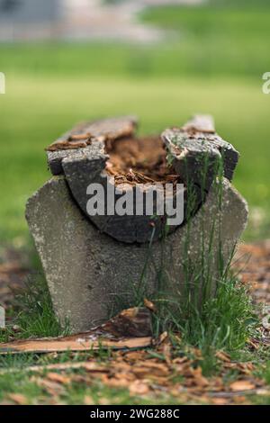 Gegessen und zerstört Holzplanke von Termiten in der Natur Stockfoto