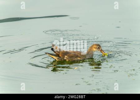 Ein jugendlicher Eurasischer Moorhen schwimmt im Wasser auf der Suche nach Nahrung. Die natürliche Umgebung rund um Dal Lake, Jammu und Kaschmir, Indien. Stockfoto