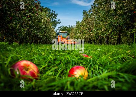 Apfelernte, Thatchers Orchard, Thatchers Cider, Somerset Stockfoto