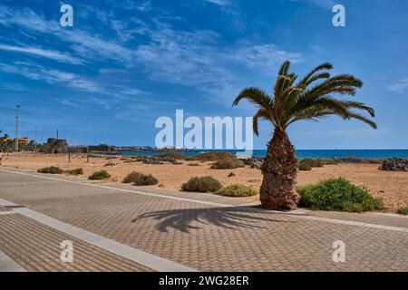 Garten mit Palmen und Kakteen in Caleta de Fuste Fuerteventura Spanien Stockfoto