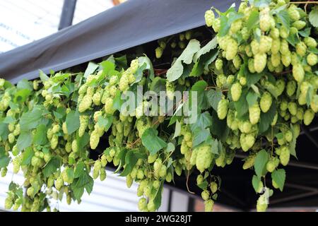 Nahaufnahme des mit Hopfen geschmückten Stalls im Rahmen des Faversham Hop Festivals, Faversham, Kent, England, Vereinigtes Königreich Stockfoto