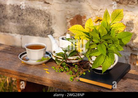 Buch, Herbstblumen, Teetasse auf Holzbank mit grünem Wildtraubenzweig. Warmes Kräutergetränk. Tee-Set aus weißem Porzellan. Heiß gebrühter Naturstrand Stockfoto