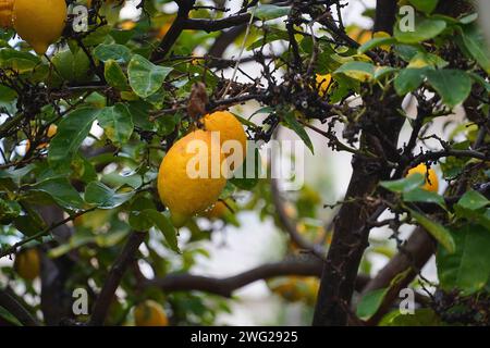 Reife Zitronen oder Zitruslimonen auf einem Baum nach dem Regen Stockfoto