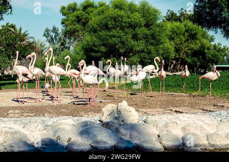 Flamingos im Al Areen Wildlife Park, Bahrain Stockfoto