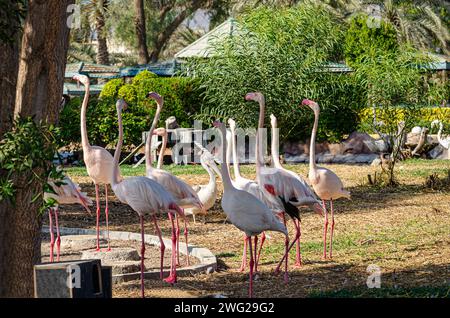 Flamingos im Al Areen Wildlife Park, Bahrain Stockfoto