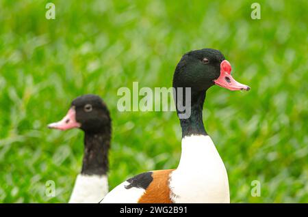 Ente im Al Areen Wildlife Park, Bahrain Stockfoto