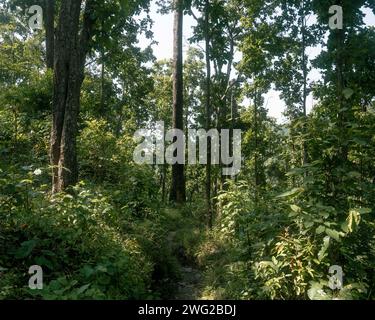 Blick auf den Wald/Dschungel auf Eine Flussüberquerung in Birendranagar, Provinz Karnali, West-Nepal. Stockfoto