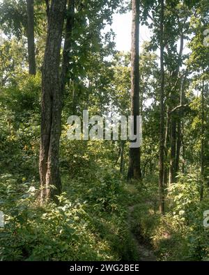 Blick auf den Wald/Dschungel auf Eine Flussüberquerung in Birendranagar, Provinz Karnali, West-Nepal. Stockfoto