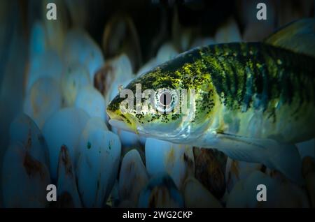 Nahaufnahme von kleinen Aquarienfischen Stockfoto