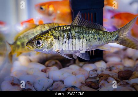 Nahaufnahme von kleinen Aquarienfischen Stockfoto