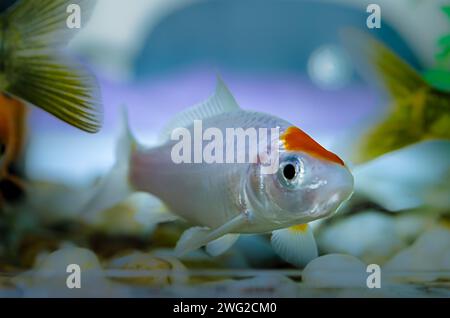 Nahaufnahme von kleinen Aquarienfischen Stockfoto