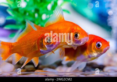 Nahaufnahme von kleinen Aquarienfischen Stockfoto