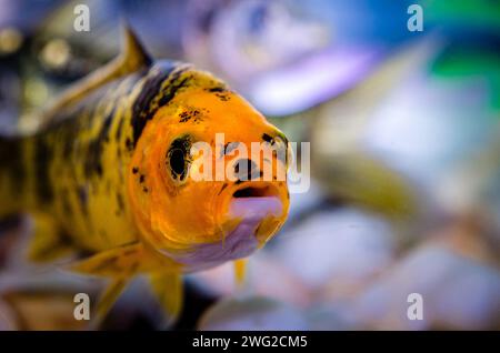 Nahaufnahme von kleinen Aquarienfischen Stockfoto