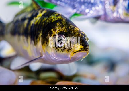 Nahaufnahme von kleinen Aquarienfischen Stockfoto