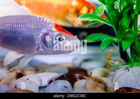 Nahaufnahme von kleinen Aquarienfischen Stockfoto