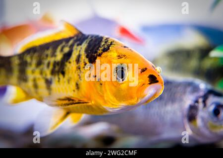 Nahaufnahme von kleinen Aquarienfischen Stockfoto