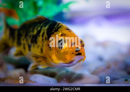 Nahaufnahme von kleinen Aquarienfischen Stockfoto