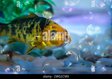 Nahaufnahme von kleinen Aquarienfischen Stockfoto