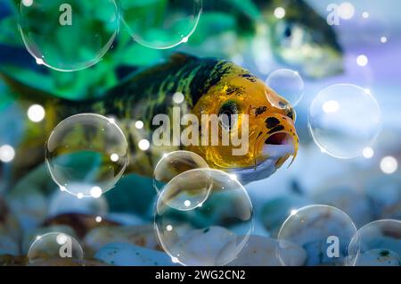 Nahaufnahme von kleinen Aquarienfischen Stockfoto