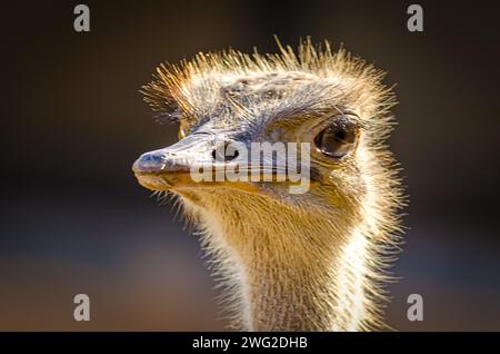 Strauß im Al Areen Wildlife Park, Bahrain Stockfoto