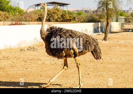 Strauß im Al Areen Wildlife Park, Bahrain Stockfoto