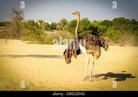 Strauß im Al Areen Wildlife Park, Bahrain Stockfoto