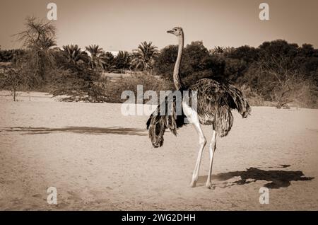 Strauß im Al Areen Wildlife Park, Bahrain Stockfoto