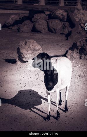 Schafe im Al Areen Wildpark, Bahrain Stockfoto