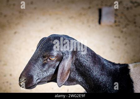 Schafe im Al Areen Wildpark, Bahrain Stockfoto